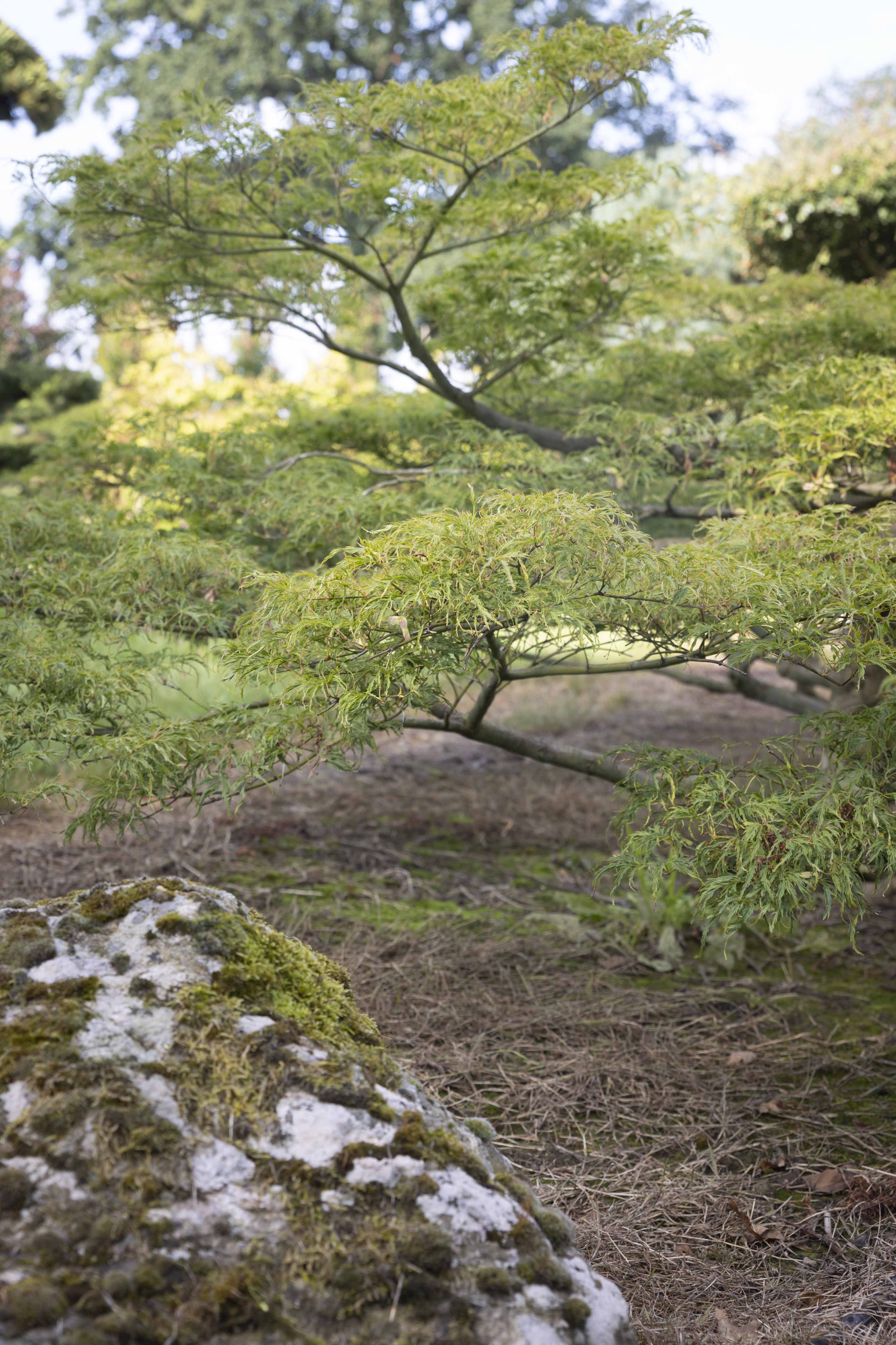 Acer palmatum 'Dissectum' Bonsai 